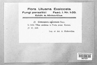 Paracercosporidium microsorum image